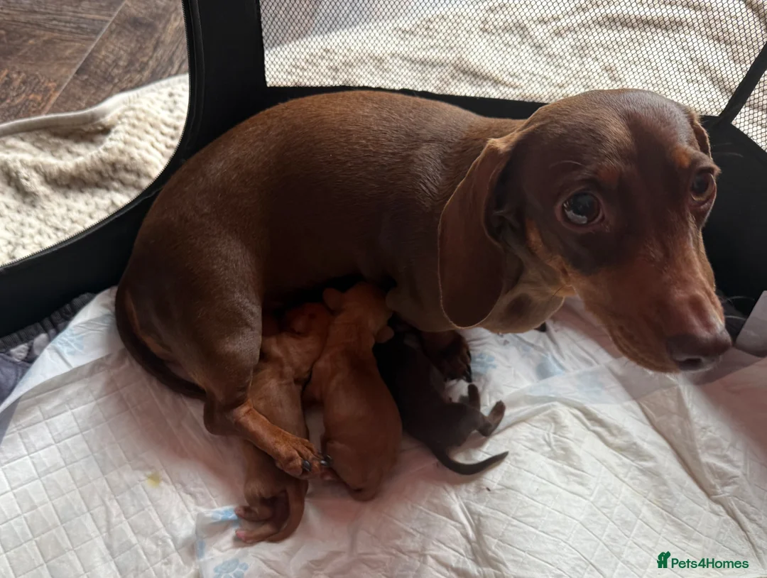 Miniature Dachshund dogs for sale: Miniature Dachshund KC registered in Burry Port - Advert 11