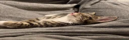 Mixed Breed cats for sale: Maine Coon Male Kitten - Advert 3