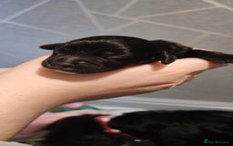 Sprocker dogs for sale: Beautiful sprocker puppies - Image 9