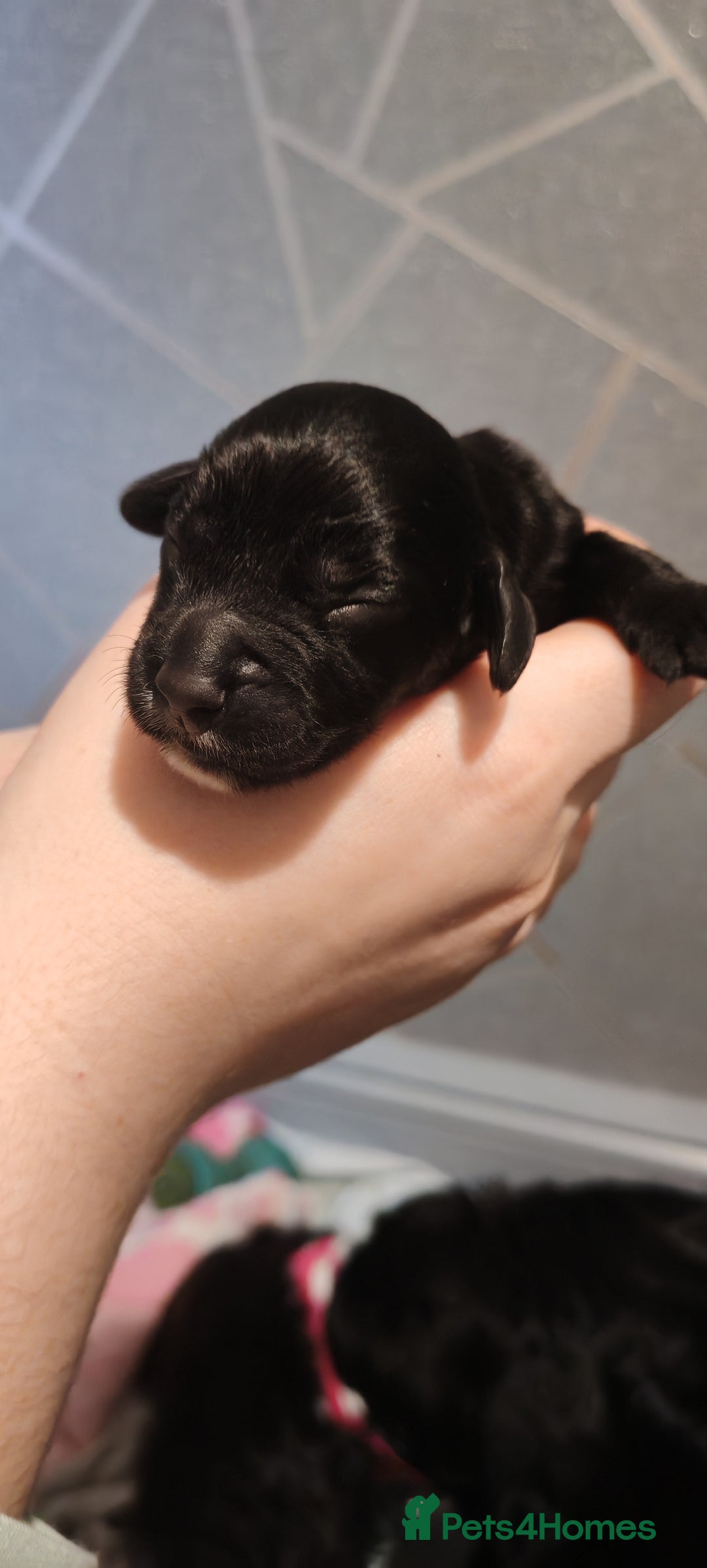 Sprocker dogs for sale: Beautiful sprocker puppies - Image 9