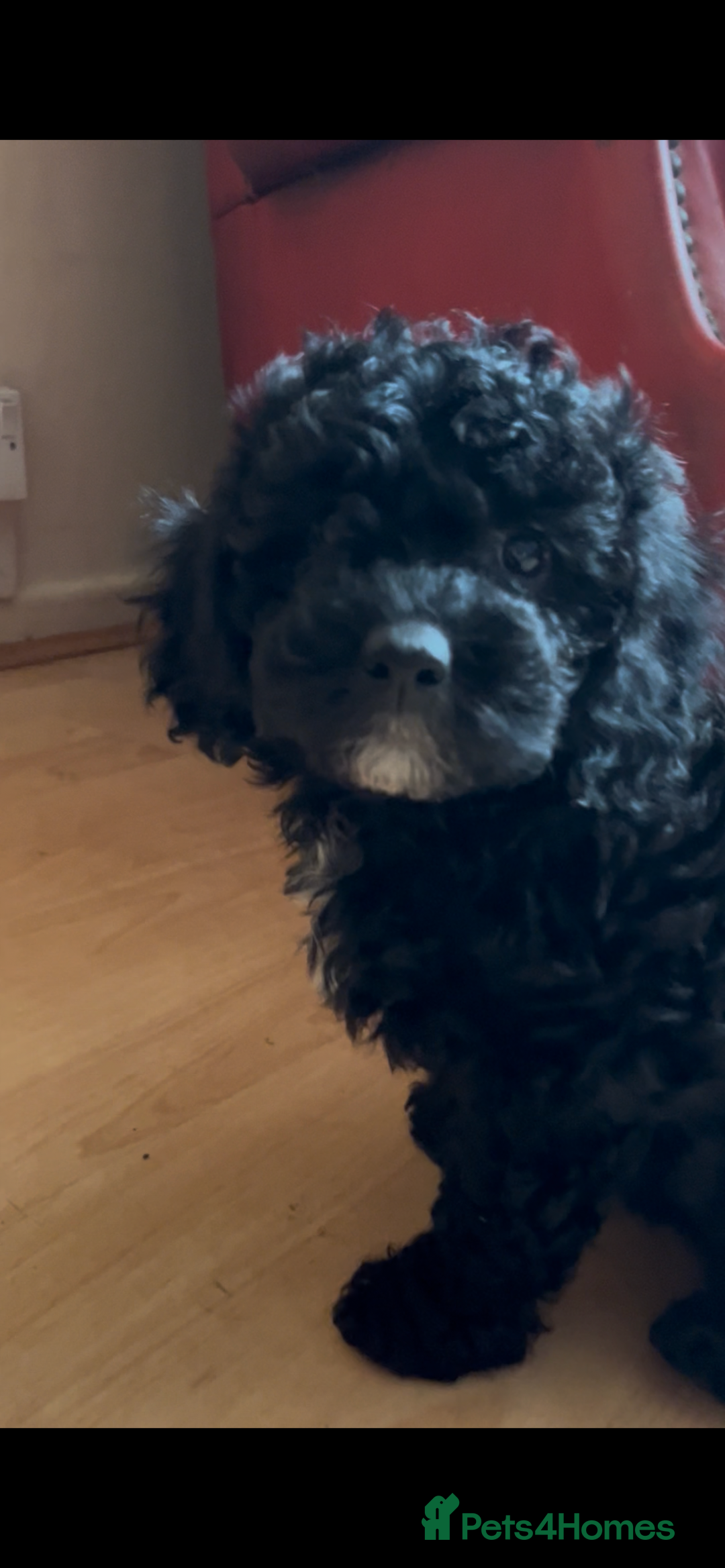 Poochon dogs for sale: 1 poochon girl available ready to leave  - Image 16