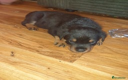 Rottweiler dogs for sale: Chunky big boned rottweilers  - Image 39