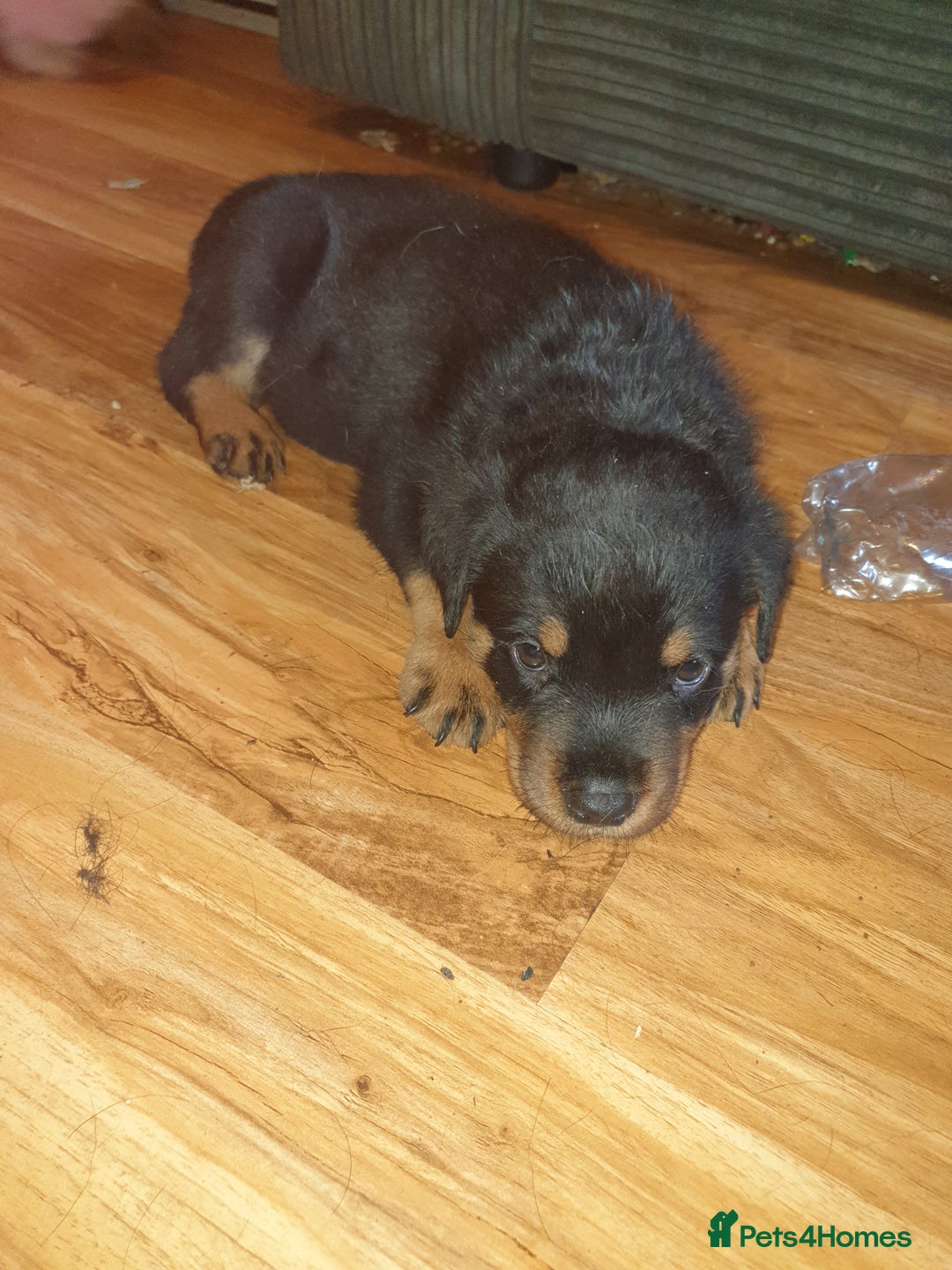 Rottweiler dogs for sale: Chunky big boned rottweilers  - Image 39