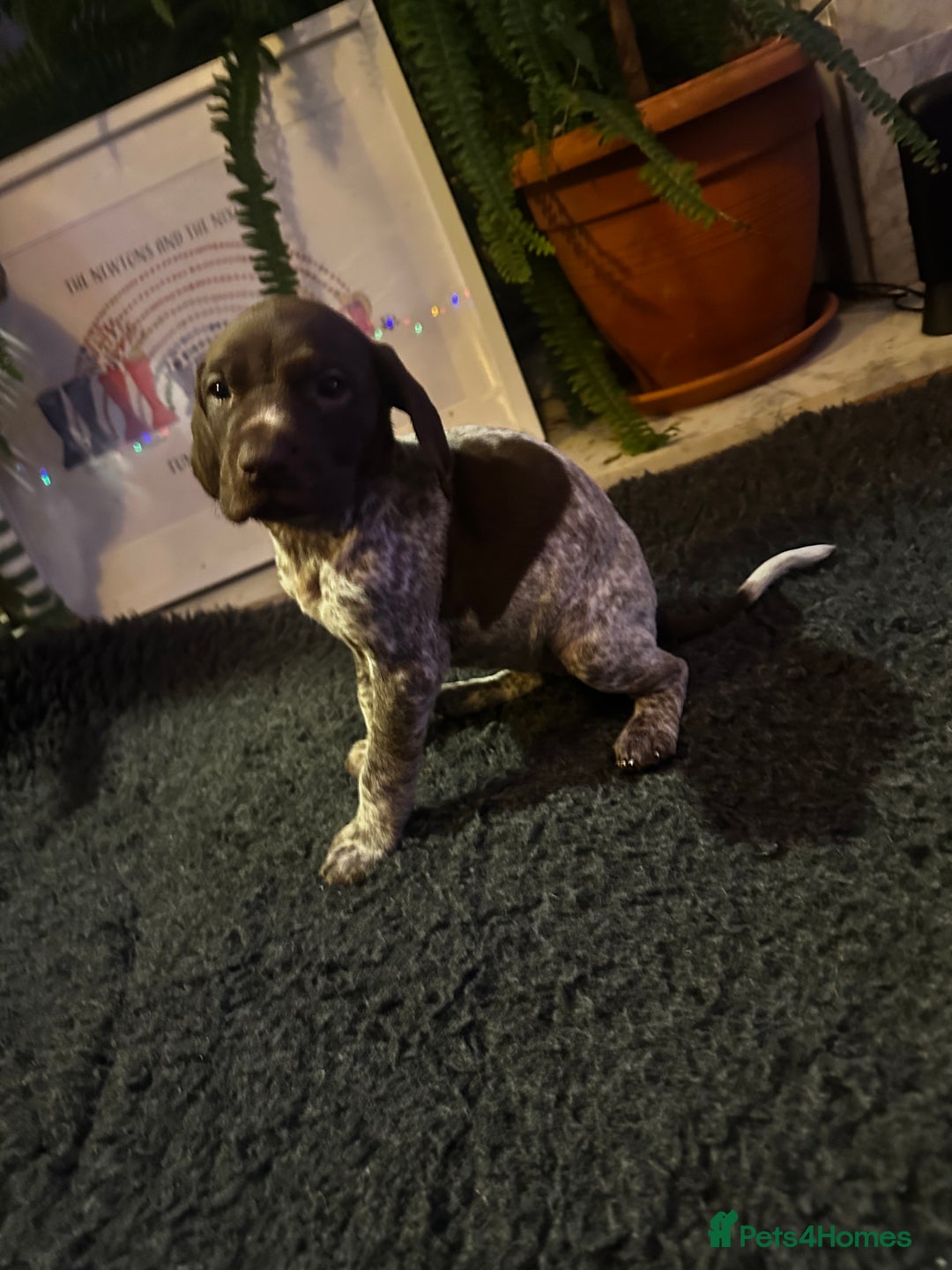 German Shorthaired Pointer dogs for sale: German shorthaired pointer pups - Advert 6
