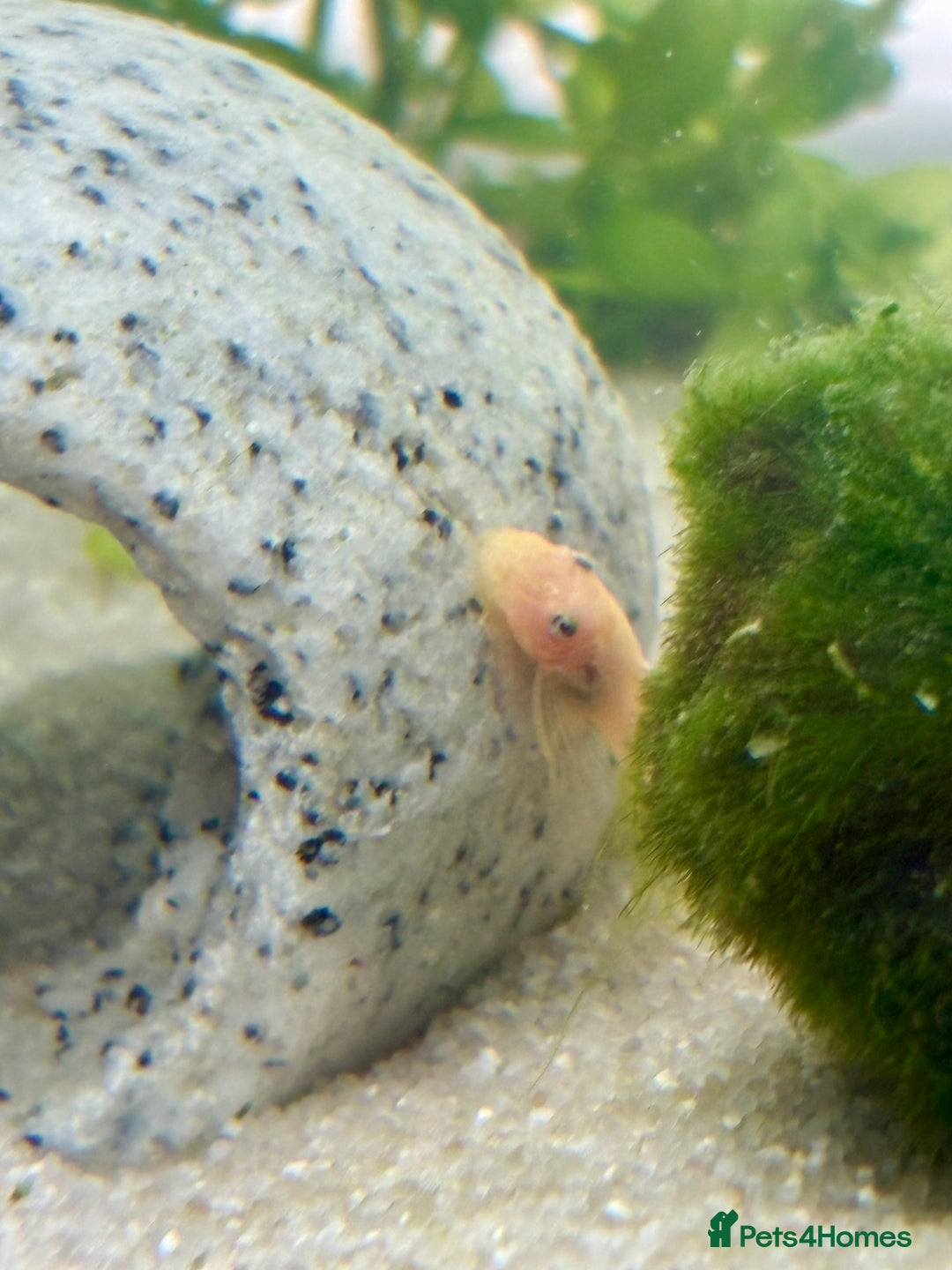Plecos fish for sale: Baby Lemon Blue-Eyed Pleco’s - Image 4