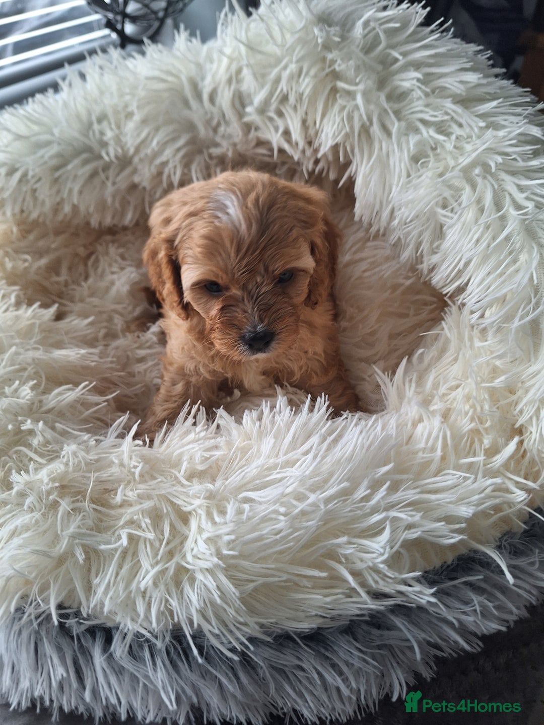 Cavapoo dogs for sale: CAVAPOO PUPPIES - Image 17