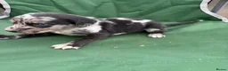 Lurcher dogs for sale: Lurcher pups - Advert 14