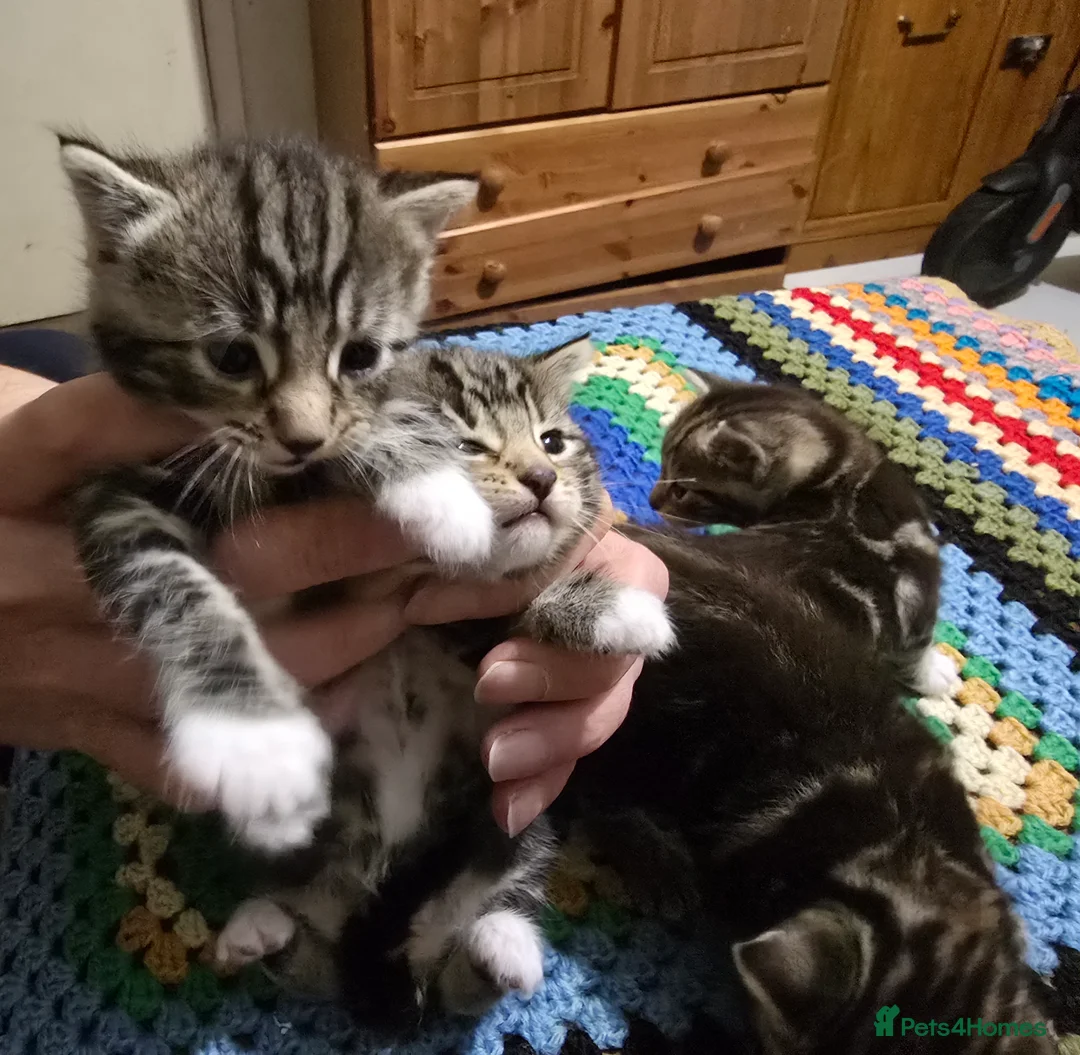 Bengal cats for sale: Beautiful Bengal Kittens For Sale  - Advert 7