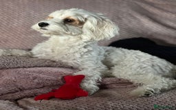 Mixed Breed dogs for sale: Cavapoochon Pups Wait List South Yorkshire - Image 6
