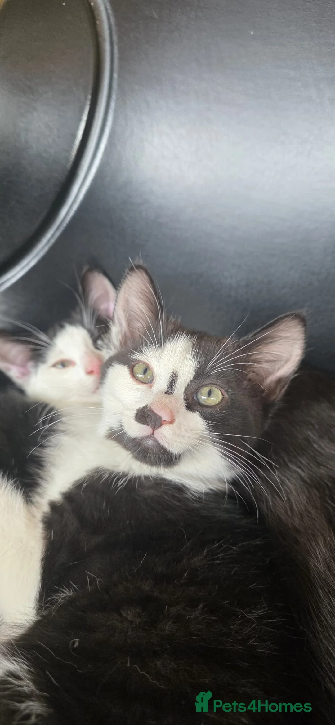 Domestic Shorthair cats for sale: 2 Stunning black and white tuxedo kittens - Advert 17