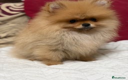 Pomeranian dogs for sale: Fabulous Pomeranian Girl Puppies  - Image 21