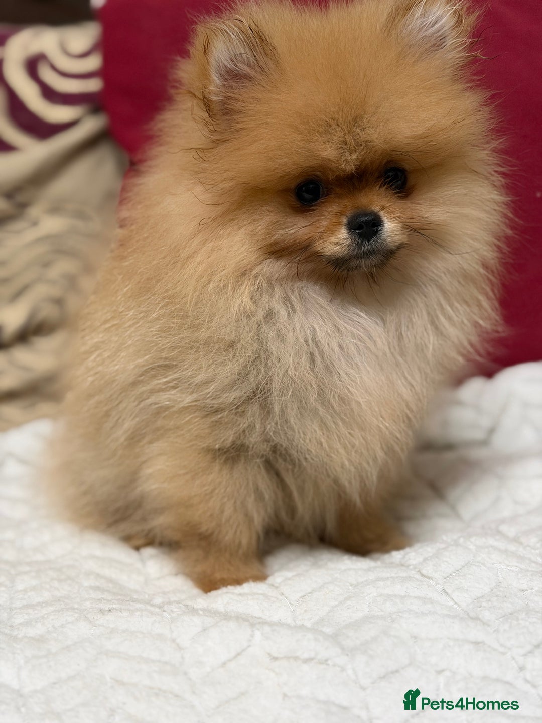 Pomeranian dogs for sale: Fabulous Pomeranian Girl Puppies  - Image 21