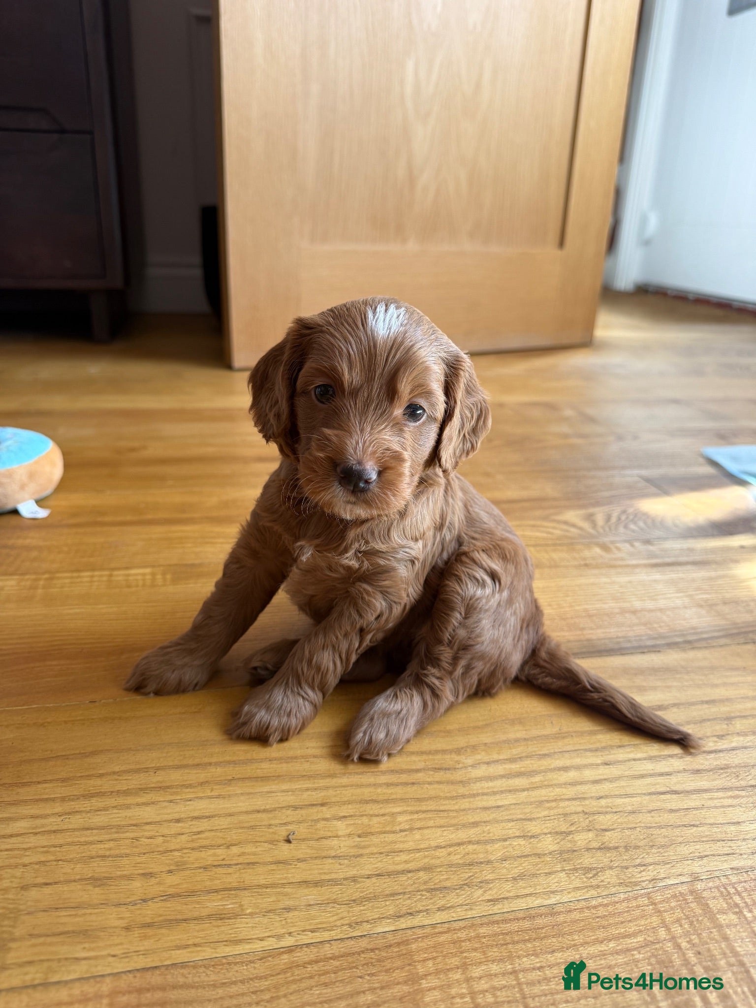 Cockapoo dogs Beautiful Red F2 Cockapoo Puppies - Advert 2