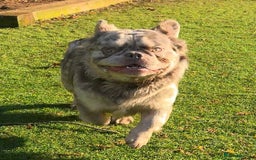 French Bulldog dogs for sale: Fabulous male fluffy frenchie 1.5 years old - Image 11