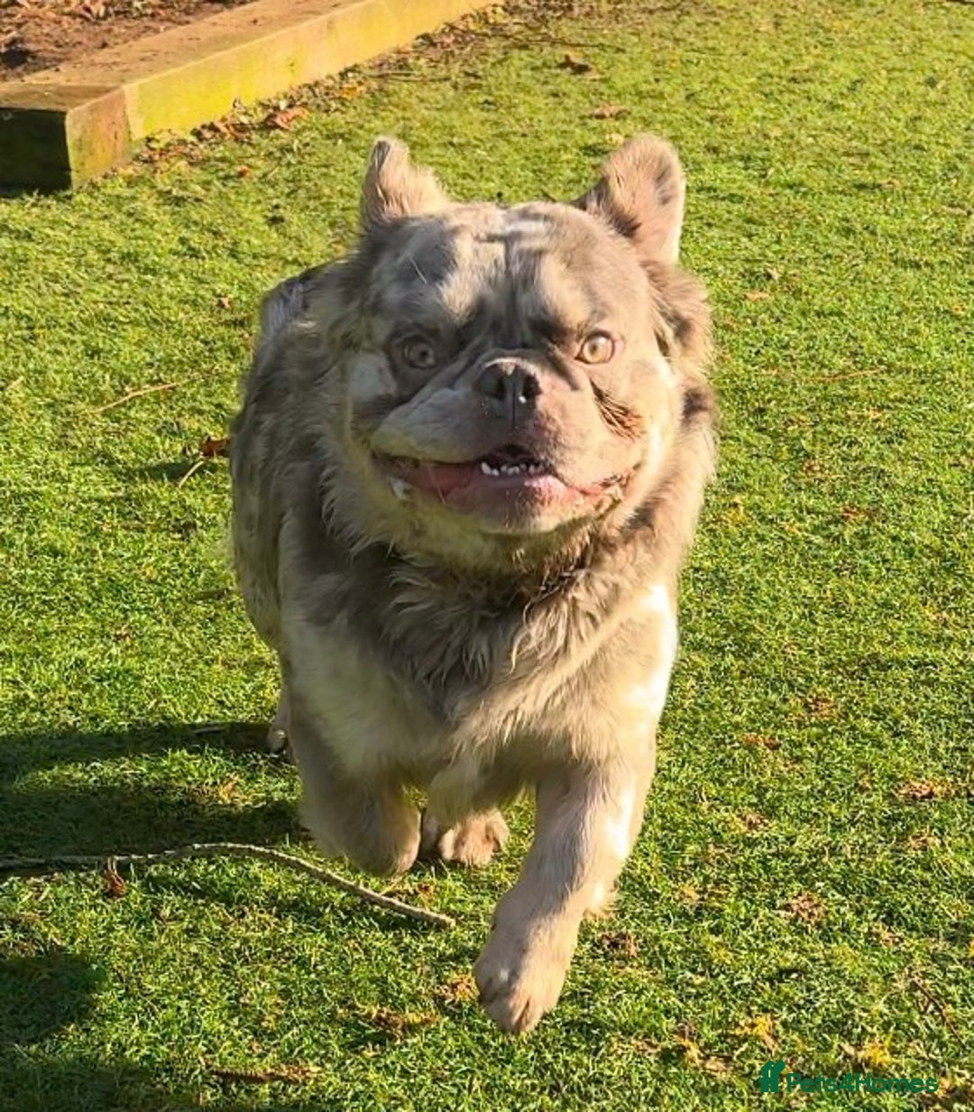 French Bulldog dogs for sale: Fabulous male fluffy frenchie 1.5 years old - Image 11