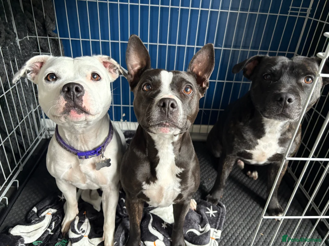 Staffordshire Bull Terrier dogs for sale: 3 Staffordshire bull terriers - Advert 1