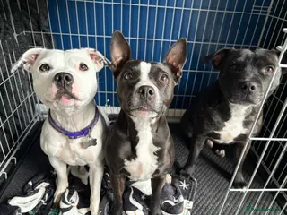 Staffordshire Bull Terrier dogs 3 Staffordshire bull terriers - Advert 1