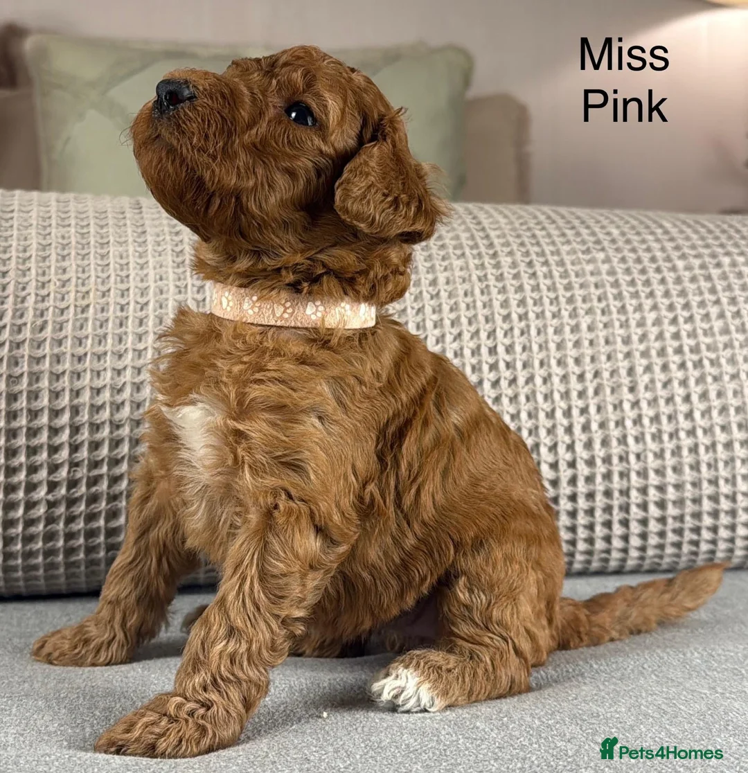 Double Doodle dogs for sale: A REALLY EXCITING MIX OF BREEDS. GORGEOUS!!! - Advert 1