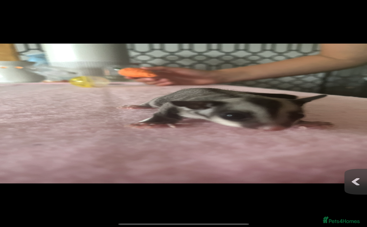 Sugar Glider rodents - Advert 1