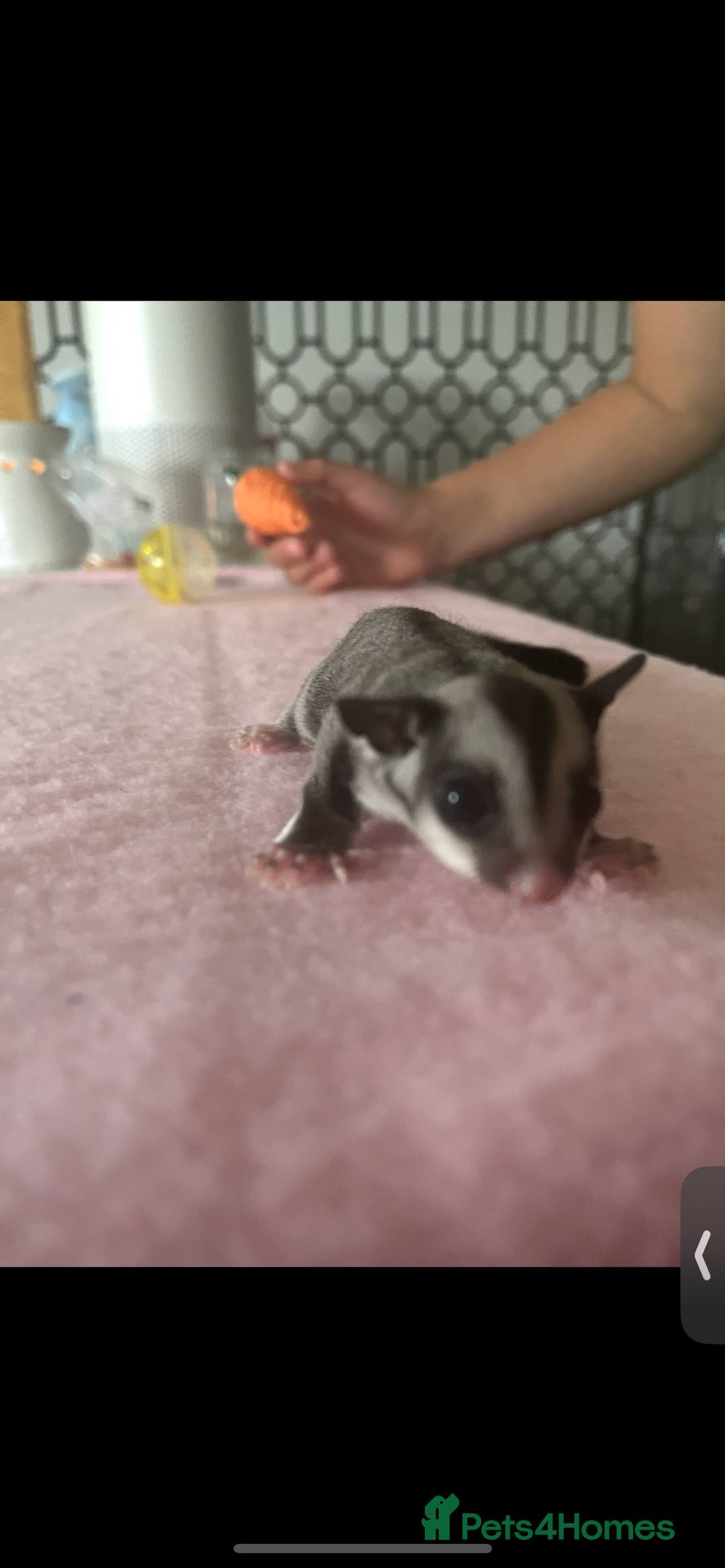 Sugar Glider rodents for sale: Grey friendly Boy  - Image 1