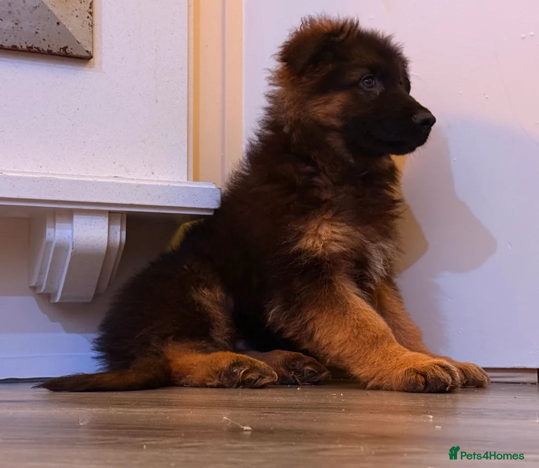 German Shepherd dogs for sale: Kc Registered Long Haired German Shepherd Puppies - Advert 6