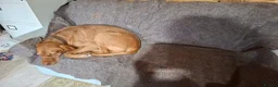 Hungarian Vizsla dogs for sale: 11 amazing wire haired vizsla puppies - Advert 20