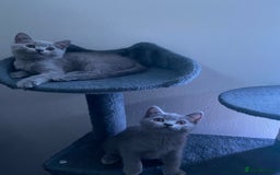 British Shorthair cats for sale: Adorable British shorthair kittens  - Image 7