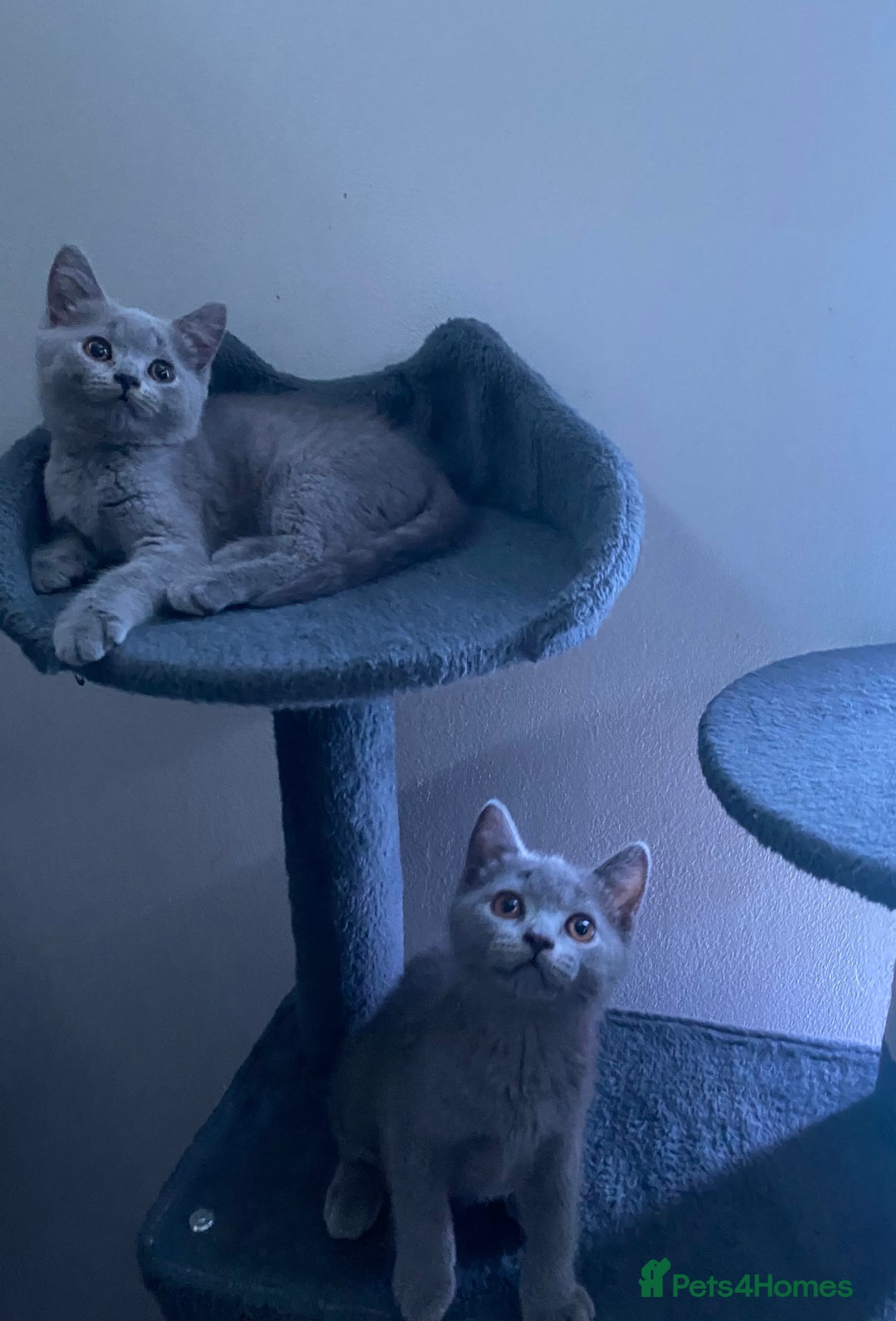 British Shorthair cats for sale: Adorable British shorthair kittens  - Image 7