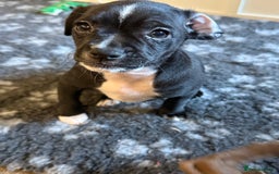 Mixed Breed dogs for sale: French bulldog/cockerspaniel 12 weeks old   - Advert 13