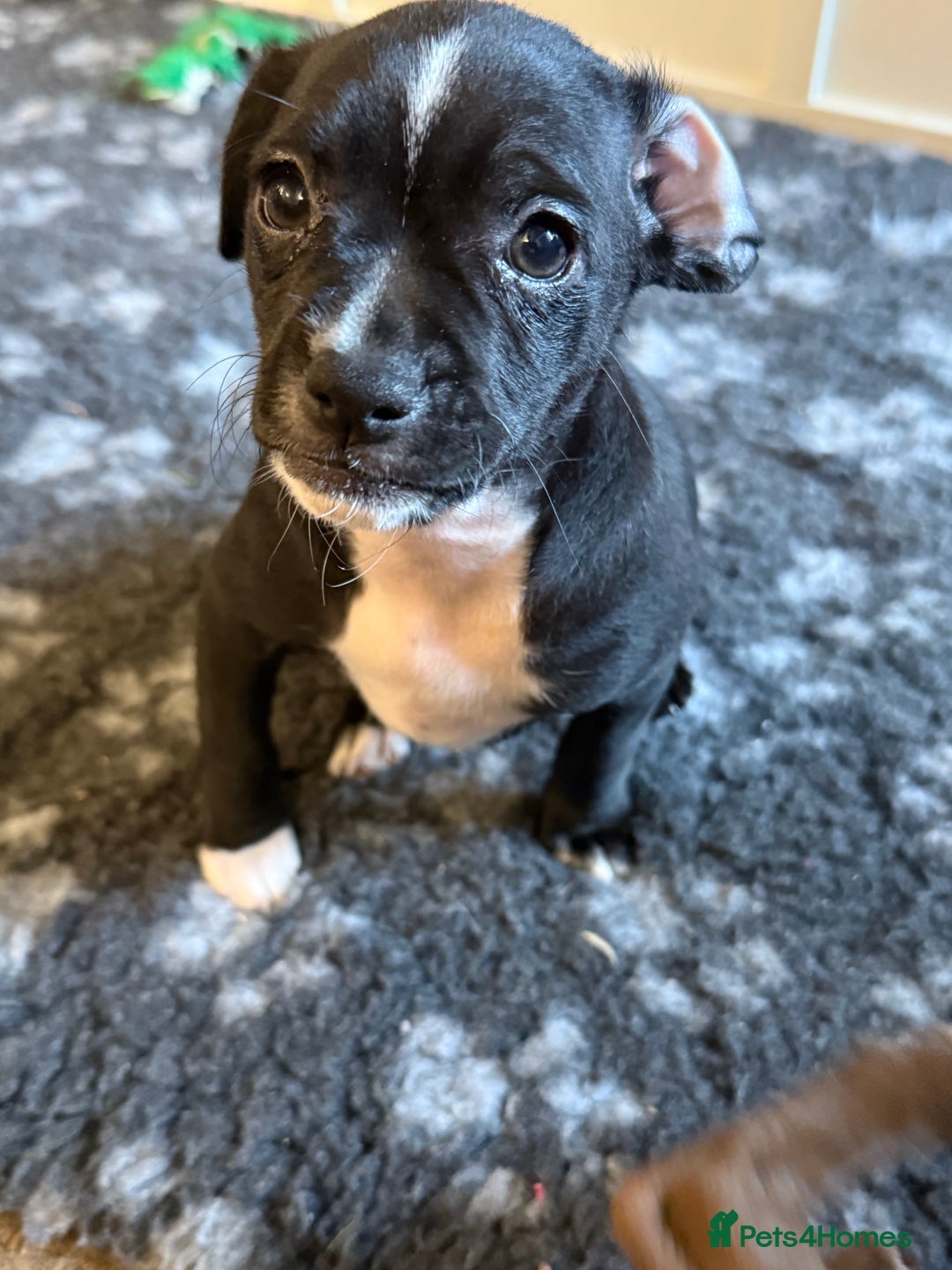 Mixed Breed dogs for sale: French bulldog/cockerspaniel 12 weeks old   - Advert 13