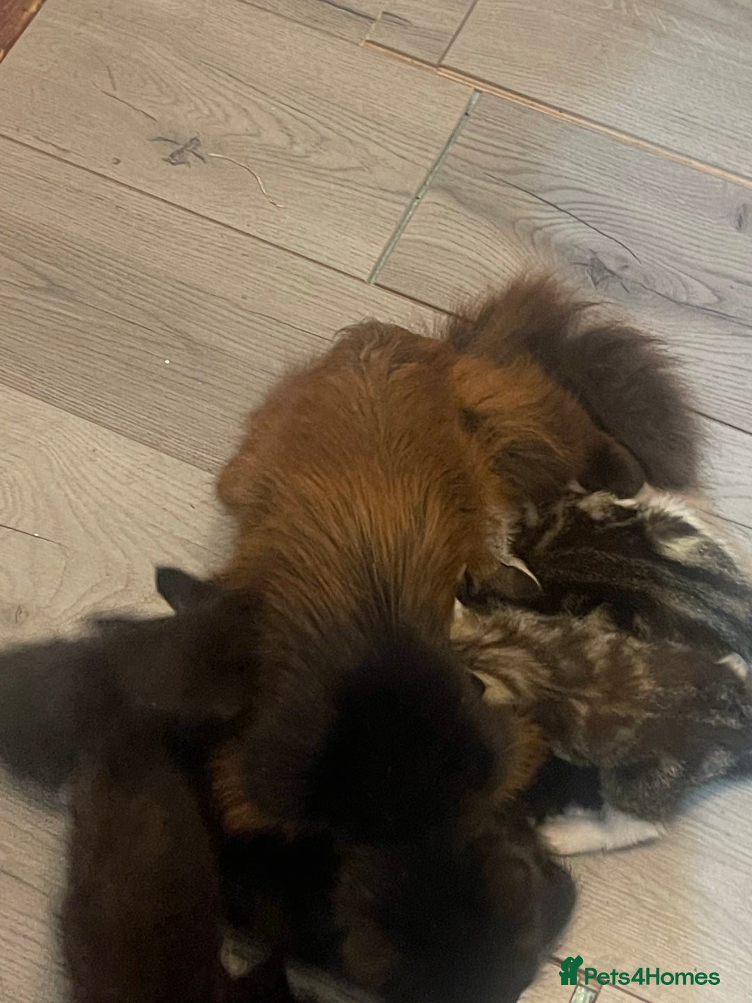 European cats for sale: Two European short hair kittens for SALE - Image 3