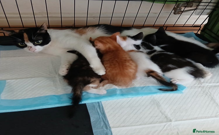 Mixed Breed cats - Advert 1