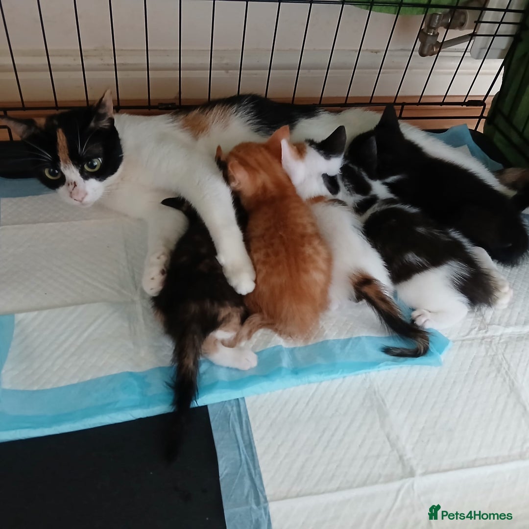 Mixed Breed cats for sale: Adorable kittens looking for a new family - Image 1