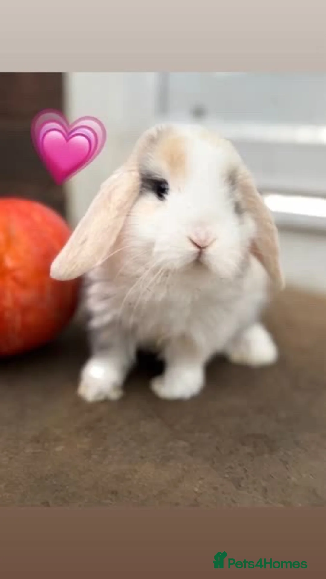 Mini Lop rabbits for sale: Beautiful mini lop babies  - Advert 9
