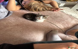 Mixed Breed cats for sale: Male kitten - Image 4