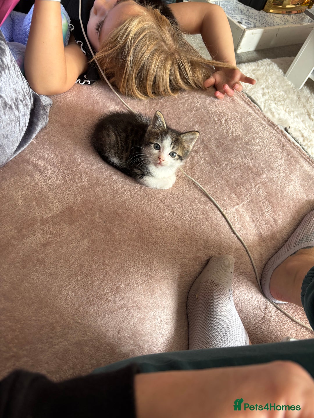 Mixed Breed cats for sale: Male kitten - Image 4