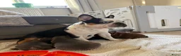 French Bulldog dogs for sale: 2 beautiful boys🫶 - Advert 4