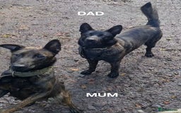 Belgian Shepherd Dog dogs for sale: 2 DUCTH SHEPHERD FEMALE PUPPIES  - Image 5