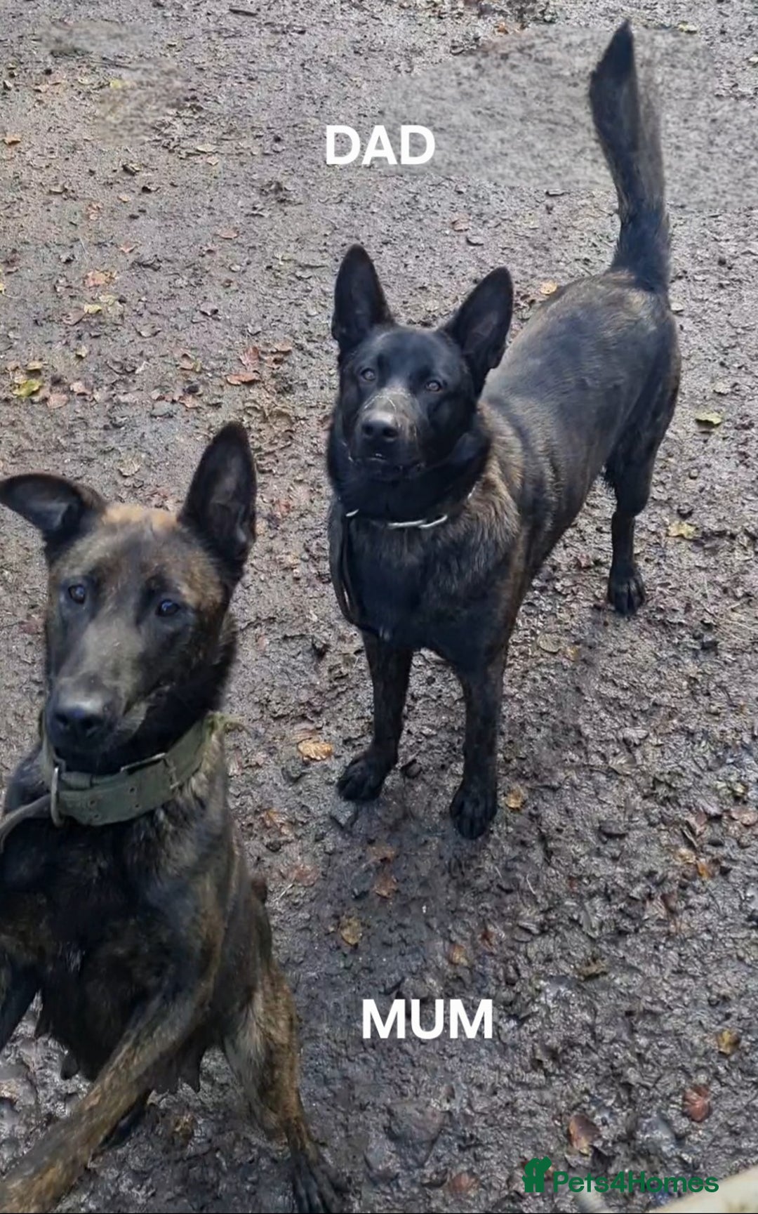 Belgian Shepherd Dog dogs for sale: 2 DUCTH SHEPHERD FEMALE PUPPIES  - Image 5