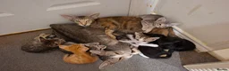 Oriental cats for sale: Beautiful Oriental Cross kittens - Advert 8