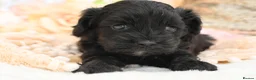Cavapoo dogs for sale: Health Tested Cavapoos by Licensed Breeder - Advert 15