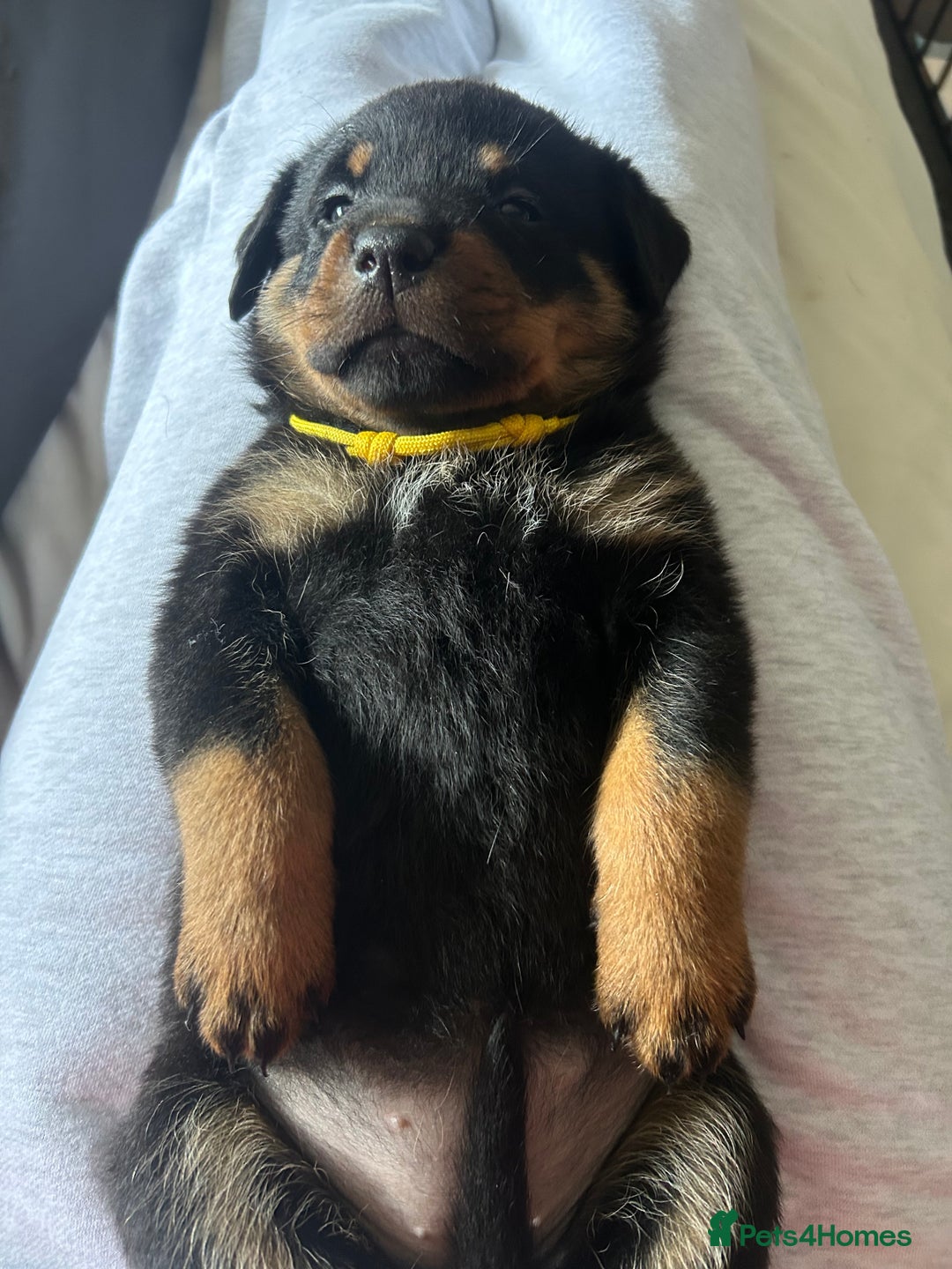 Rottweiler dogs for sale: Beautiful Rottweiler pups  - Image 4