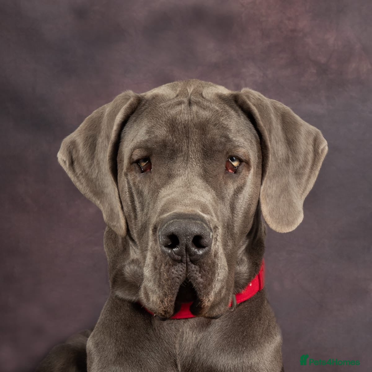 Great Dane dogs Gorgeous blue KC Great Danes.Ready now! - Advert 2