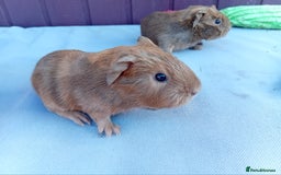 Guinea Pig rodents for sale: Baby guinea pigs  - Advert 3