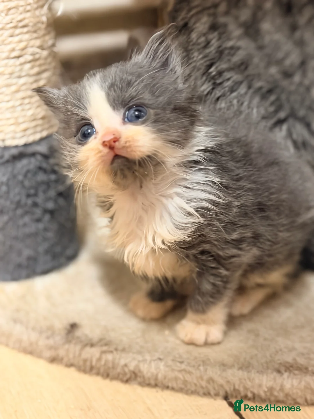 Mixed Breed cats for sale: Grey and white longhaired ragdoll x kitten  - Advert 7