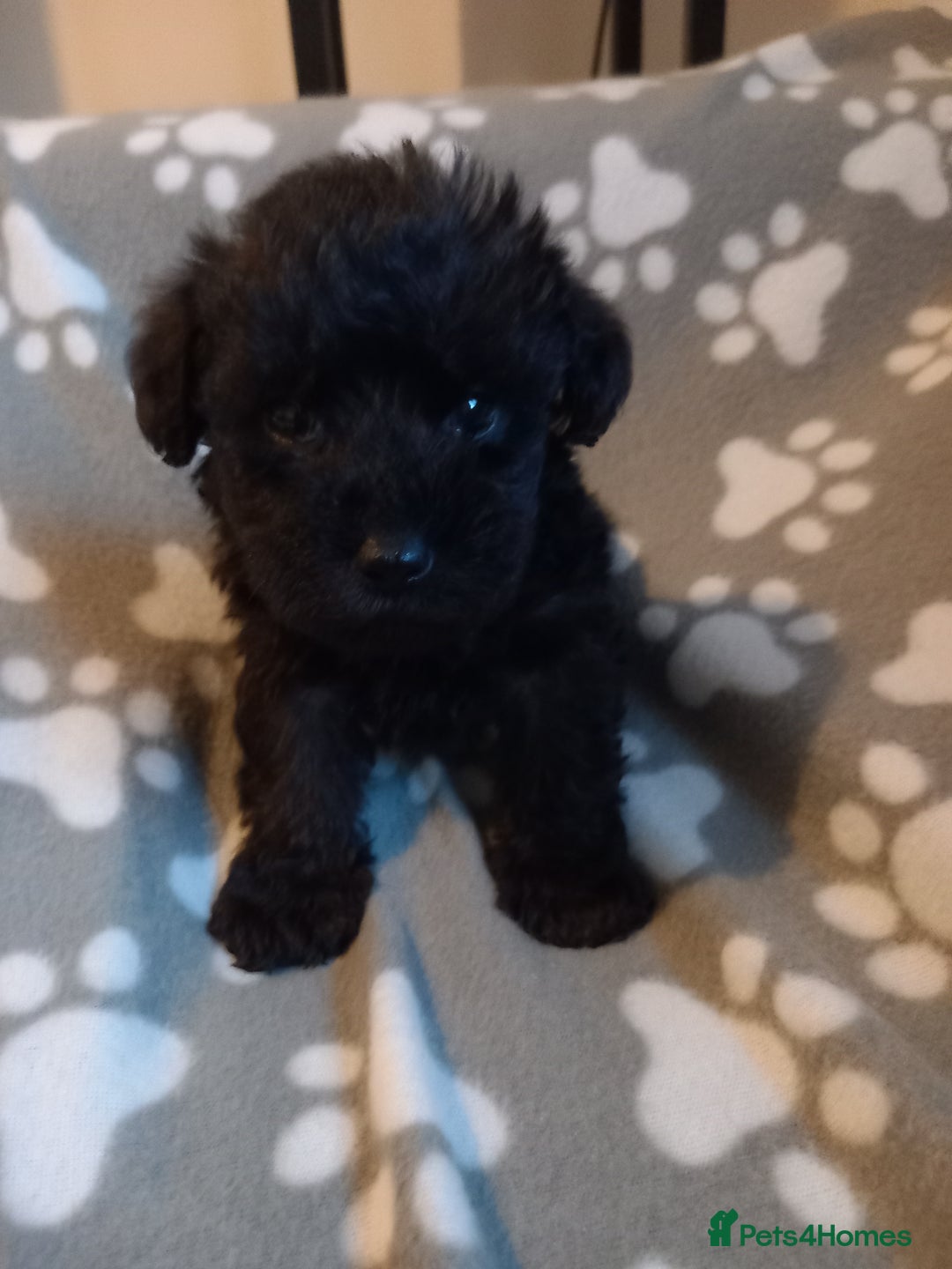 Mixed Breed dogs for sale: TOY SHNOODLES READY 21 DEC - Advert 20