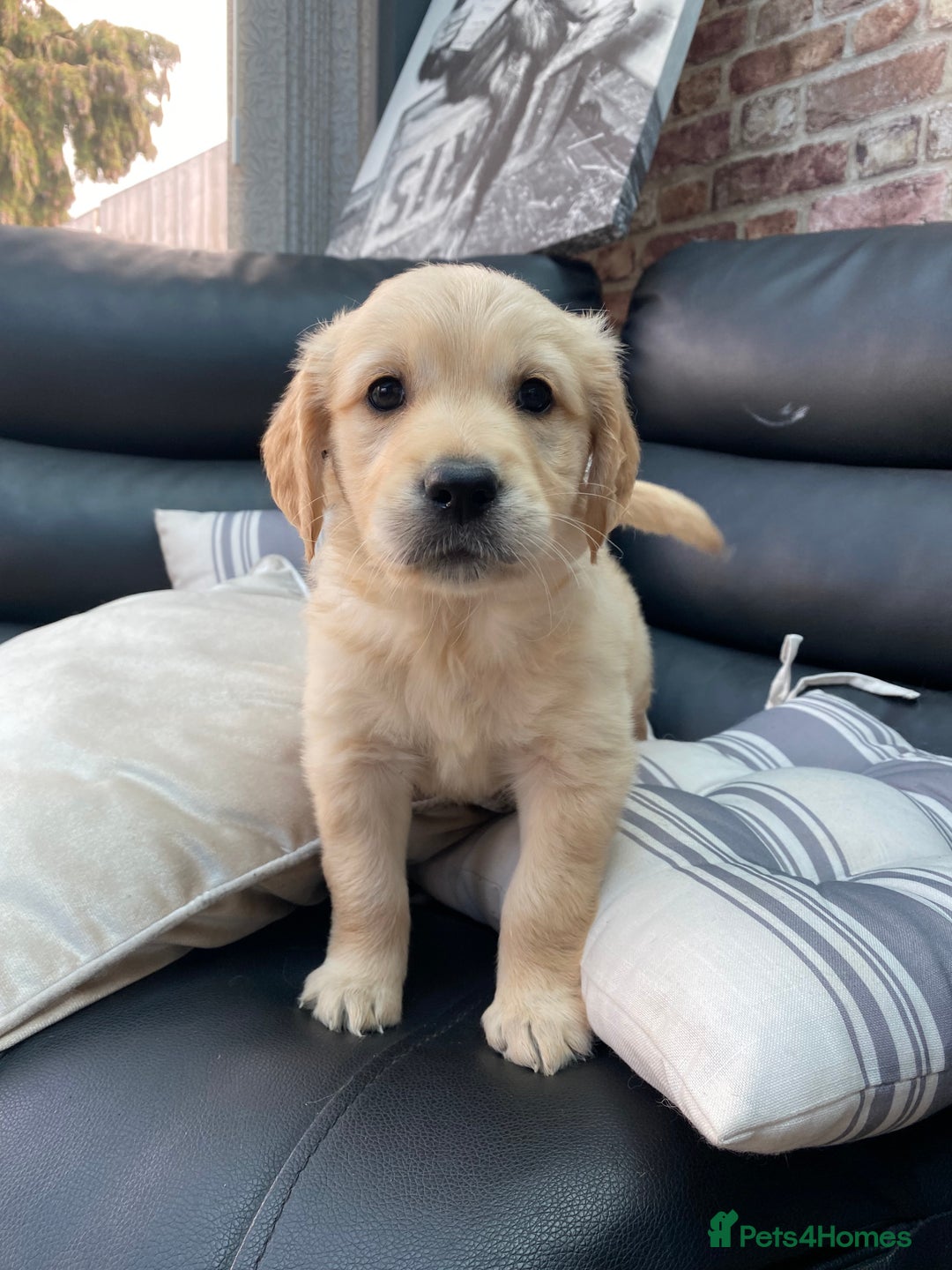 Golden Retriever dogs for sale: 5⭐️ Golden Retriever Puppies - Ready Soon ❤️🐶 - Image 17