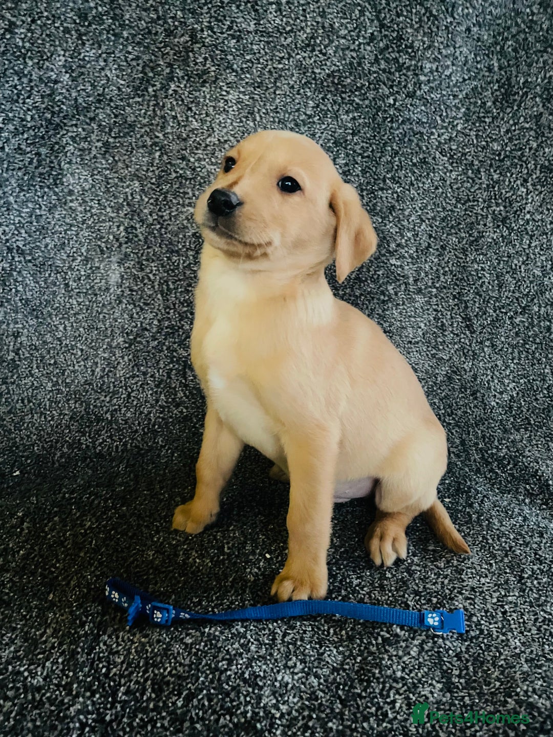 Labrador Retriever dogs for sale: Fox Red KC Reg Labrador Pups - Advert 5