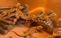 Bearded Dragon reptiles for sale: Hypo Baby Bearded Dragons - Image 6