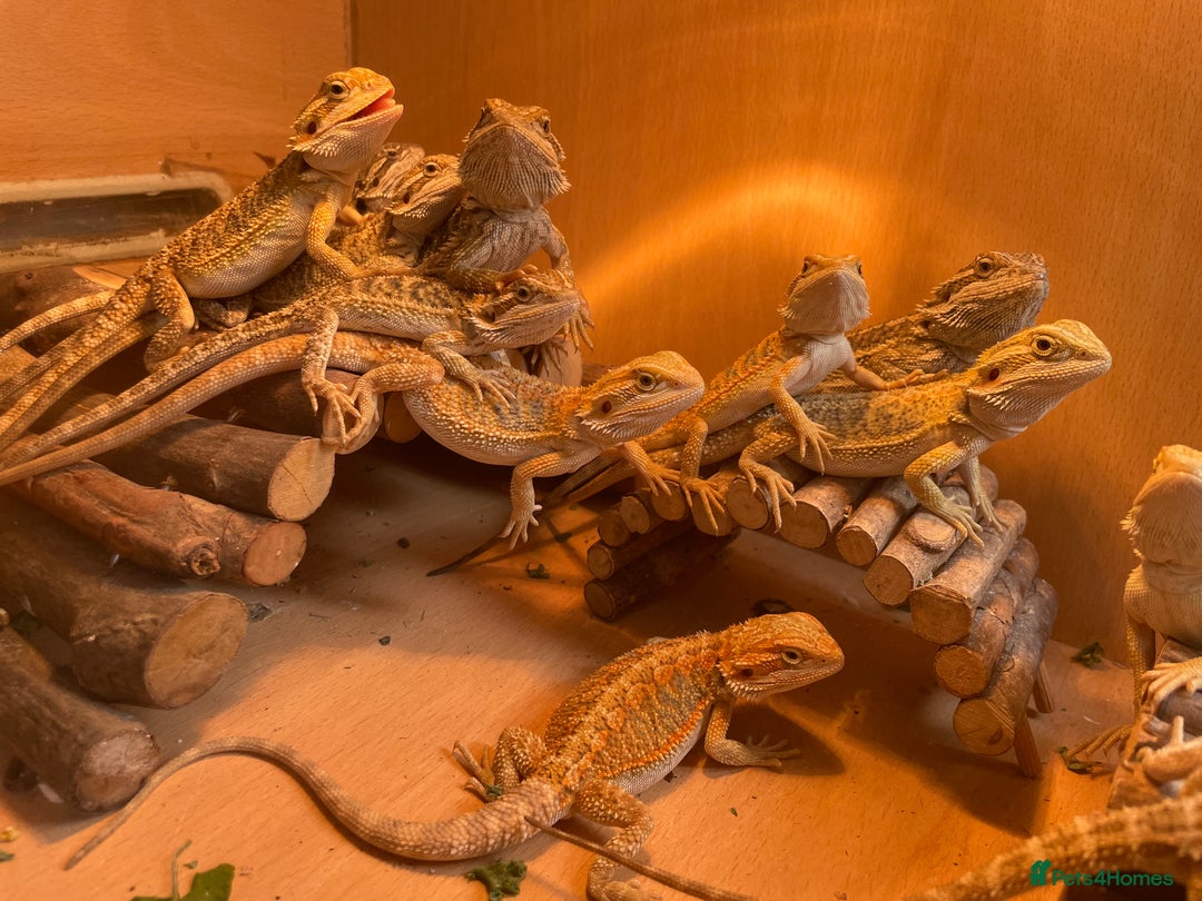 Bearded Dragon reptiles for sale: Hypo Baby Bearded Dragons - Image 6